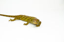 Monkey Tailed Skink Juvenile Female (Corucia zebrata) -