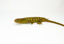 Monkey Tailed Skink Juvenile Female (Corucia zebrata) -