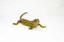 Monkey Tailed Skink Juvenile Female (Corucia zebrata) -