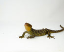 Monkey Tailed Skink Juvenile Female (Corucia zebrata) -