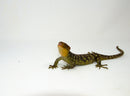 Monkey Tailed Skink Juvenile Female (Corucia zebrata) -