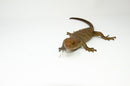 Monkey Tailed Skink Juvenile Female (Corucia zebrata) -