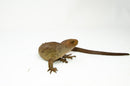 Monkey Tailed Skink Juvenile Female (Corucia zebrata) -