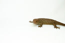 Monkey Tailed Skink Juvenile Female (Corucia zebrata) -