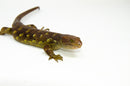 Monkey Tailed Skink Juvenile Female (Corucia zebrata) -