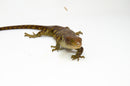 Monkey Tailed Skink Juvenile Female (Corucia zebrata) -