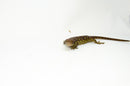 Monkey Tailed Skink Juvenile Female (Corucia zebrata) -