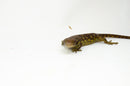 Monkey Tailed Skink Juvenile Female (Corucia zebrata) -