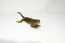 Monkey Tailed Skink Juvenile Female (Corucia zebrata) -