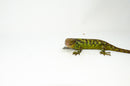 Monkey Tailed Skink Juvenile Female (Corucia zebrata) -