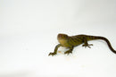Monkey Tailed Skink Juvenile Female (Corucia zebrata) -