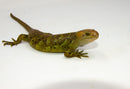 Monkey Tailed Skink Juvenile Female (Corucia zebrata) -