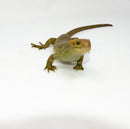 Monkey Tailed Skink Juvenile Female (Corucia zebrata) -