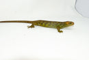 Monkey Tailed Skink Juvenile Female (Corucia zebrata) -