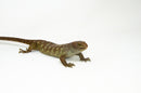 Monkey Tailed Skink Juvenile Male (Corucia zebrata) -