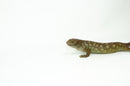 Monkey Tailed Skink Juvenile Male (Corucia zebrata) -
