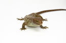 Monkey Tailed Skink Juvenile Male (Corucia zebrata) -