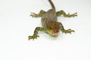 Monkey Tailed Skink Juvenile Male (Corucia zebrata) -