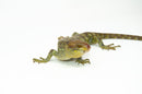 Monkey Tailed Skink Juvenile Male (Corucia zebrata) -