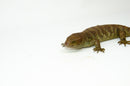 Monkey Tailed Skink Juvenile Male (Corucia zebrata) -