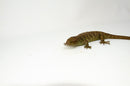 Monkey Tailed Skink Juvenile Male (Corucia zebrata) -