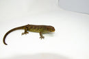 Monkey Tailed Skink Juvenile Male (Corucia zebrata) -