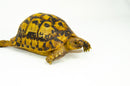 Libyan Greek Tortoise Pair (Testudo g. cyrenaica) (7-8 inch) -