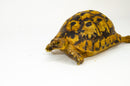 Libyan Greek Tortoise Pair (Testudo g. cyrenaica) (7-8 inch) -