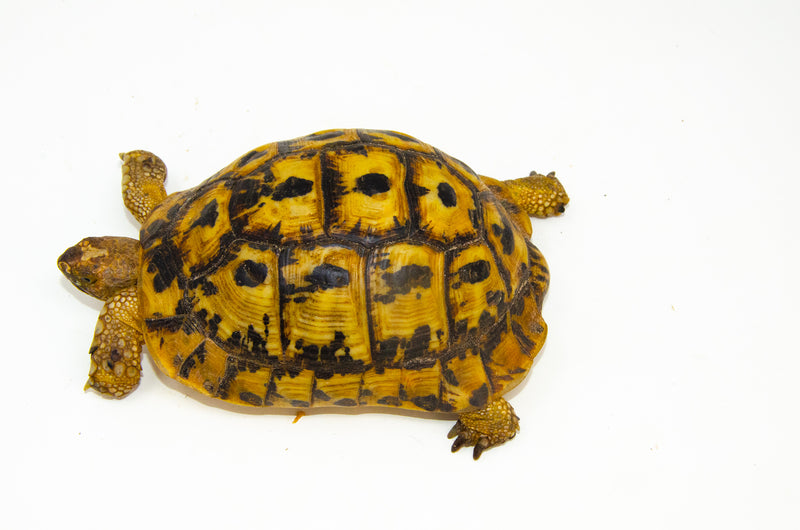 Libyan Greek Tortoise Pair (Testudo g. cyrenaica) (7-8 inch) -