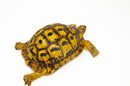 Libyan Greek Tortoise Pair (Testudo g. cyrenaica) (7-8 inch) -
