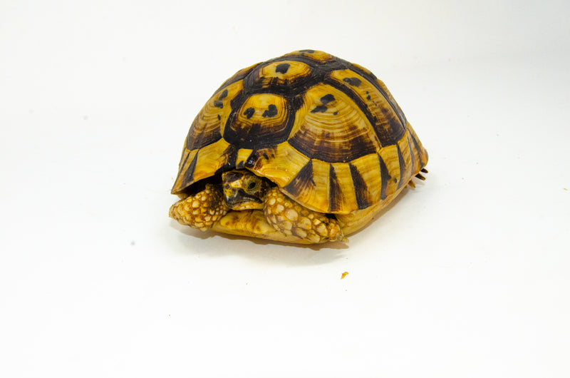 Libyan Greek Tortoise Pair (Testudo g. cyrenaica) (7-8 inch) -