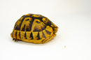 Libyan Greek Tortoise Pair (Testudo g. cyrenaica) (7-8 inch) -