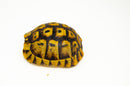 Libyan Greek Tortoise Pair (Testudo g. cyrenaica) (7-8 inch) -