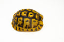 Libyan Greek Tortoise Pair (Testudo g. cyrenaica) (7-8 inch) -