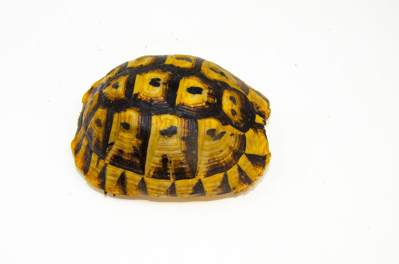Libyan Greek Tortoise Adults (Testudo g. cyrenaica)