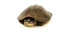 Black Marsh Turtle Adults (Seibenrockiella crassicollis)
