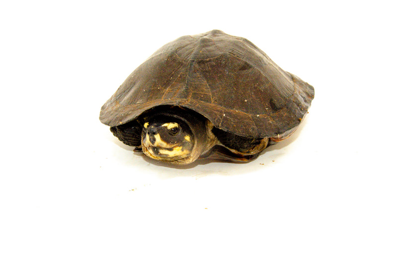 Black Marsh Turtle Adults (Seibenrockiella crassicollis)