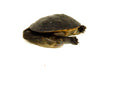 Indonesian Snake Neck Turtle  4-6 inches (Chelodina siebenrocki)