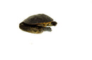 Indonesian Snake Neck Turtle  4-6 inches (Chelodina siebenrocki)