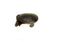 Indonesian Snake Neck Turtle  4-6 inches (Chelodina siebenrocki)