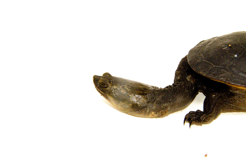 Indonesian Snake Neck Turtle  4-6 inches (Chelodina siebenrocki)