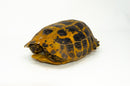 Forstens Tortoise Adult (10-12 inch) (Indotestudo forstenii) Female