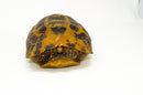 Forstens Tortoise Adult (10-12 inch) (Indotestudo forstenii) Female