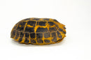 Forstens Tortoise Adult (10-12 inch) (Indotestudo forstenii) Female