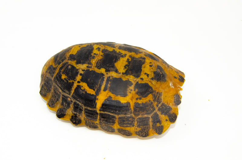 Forstens Tortoise Adult (10-12 inch) (Indotestudo forstenii) Female