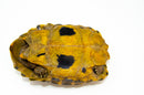 Forstens Tortoise Adult (10-12 inch) (Indotestudo forstenii) Female