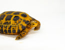 Forstens Tortoise Adult (10-12 inch) (Indotestudo forstenii) Female