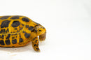 Forstens Tortoise Adult (10-12 inch) (Indotestudo forstenii) Female