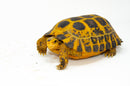 Forstens Tortoise Adult (10-12 inch) (Indotestudo forstenii) Female