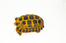 Forstens Tortoise Adult (10-12 inch) (Indotestudo forstenii) Female
